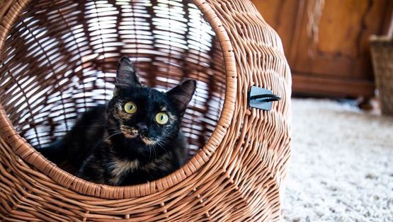 Katze im Katzenkorb