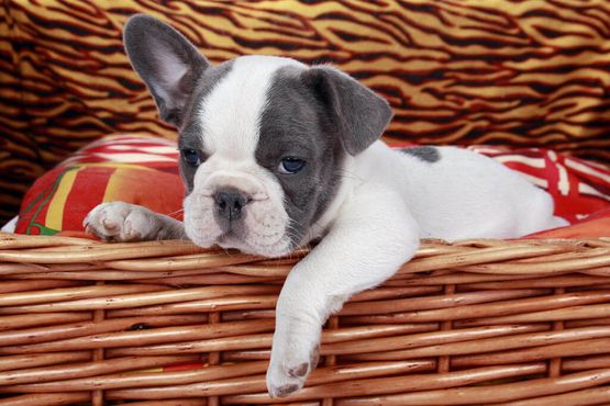 Hund in Hundelager